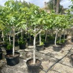 Figovník (Ficus carica) ´BROWN TURKEY´ - výška 300-350 cm, obvod kmeňa: 16/18 cm, kont. C70L (-20°C)